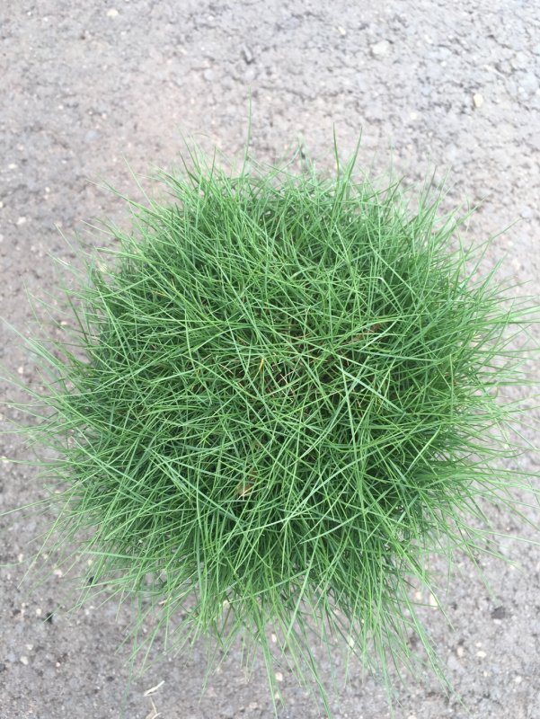 Овсяница Луговая (Festuca pratensis)