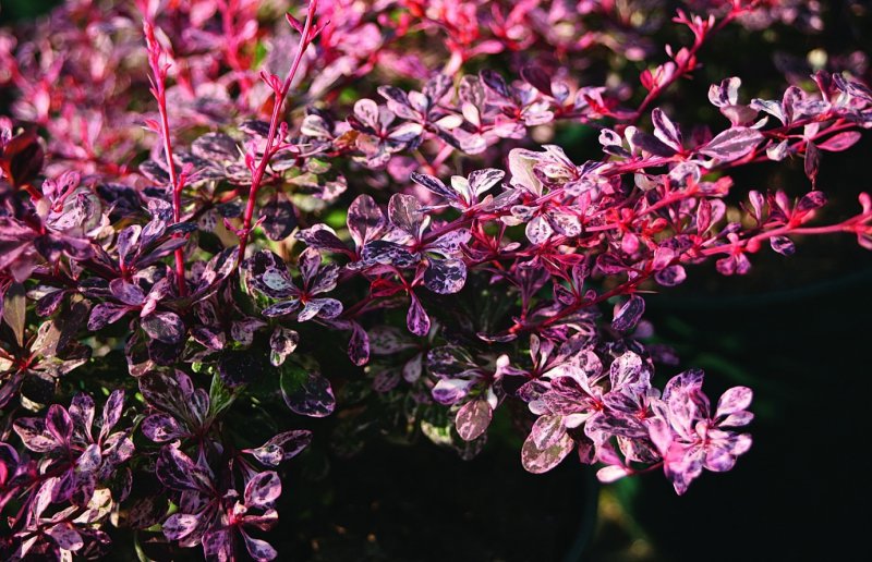 Барбарис Тунберга Арлекин (Berberis thunbergii Harlequin)