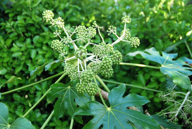 Колючий кустарник Приморский