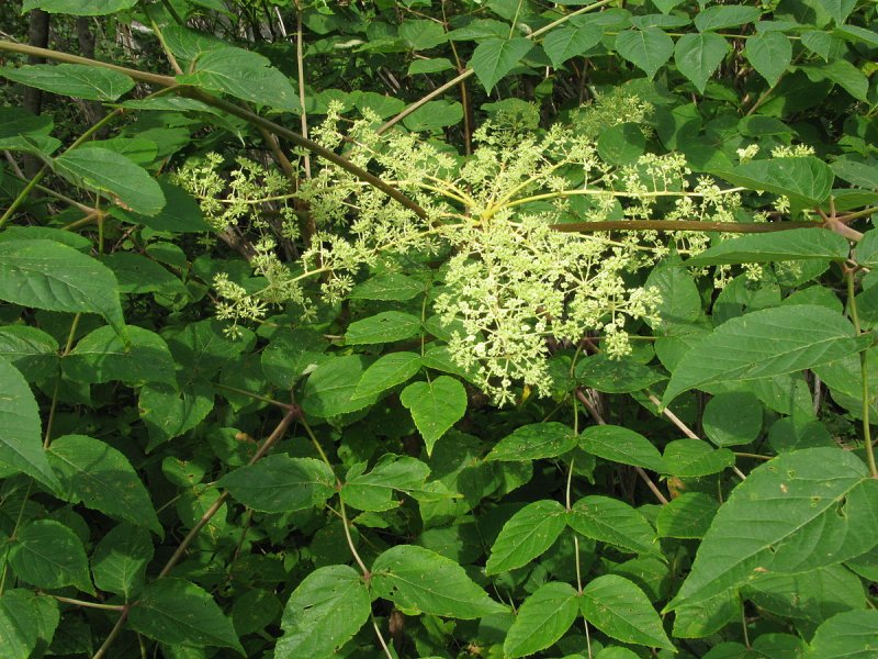Аралия сердцевидная Aralia cordata