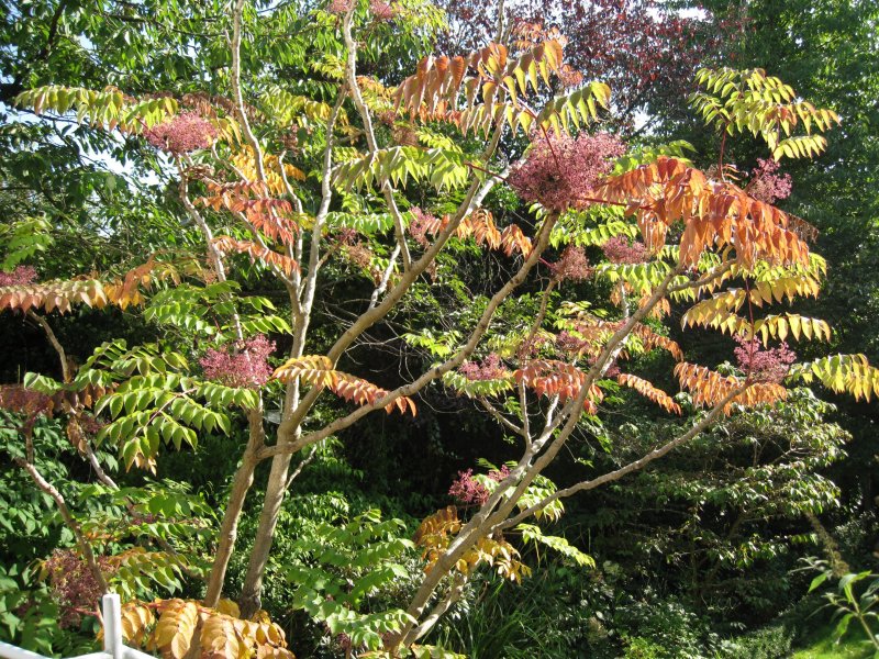 Аралия Калифорнийская (Aralia californica)
