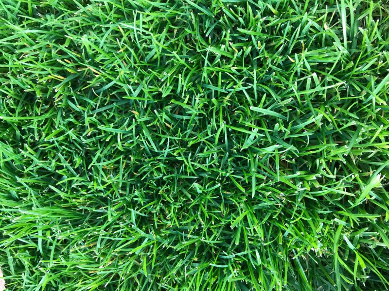 Carex 100018rx