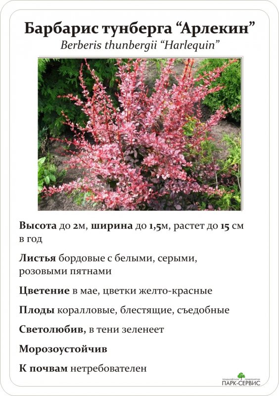 Барбарис Арлекин в ландшафтном