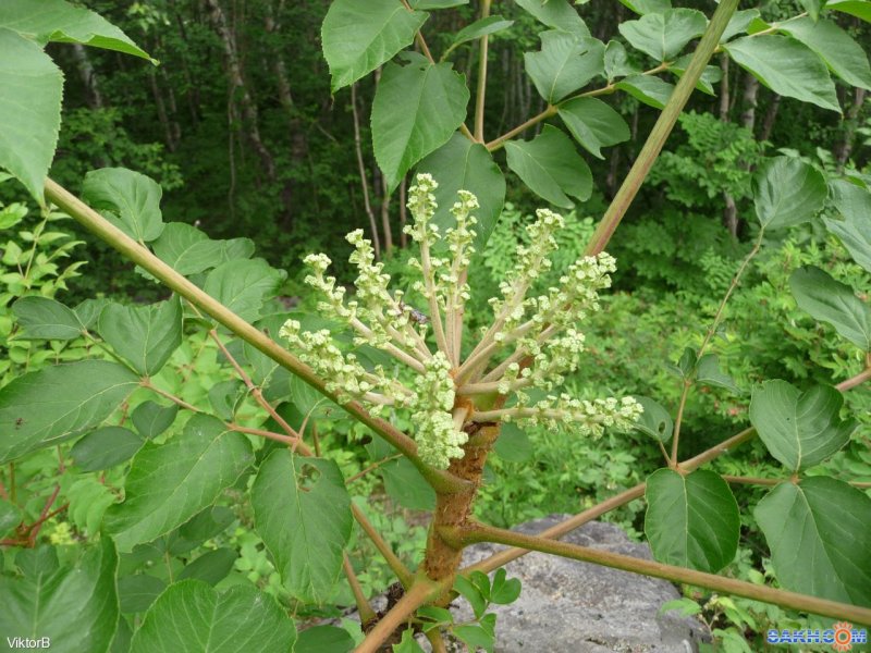 Аралия колючая
