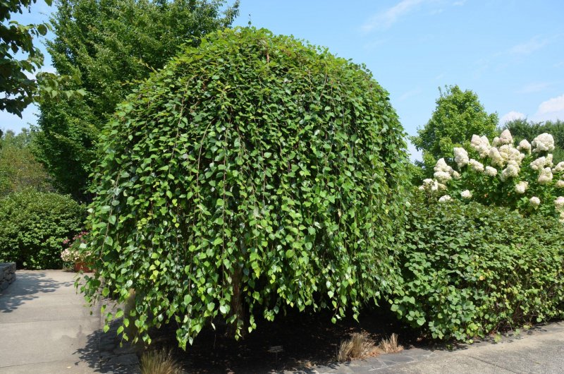 Betula nigra 'Summer Cascade'