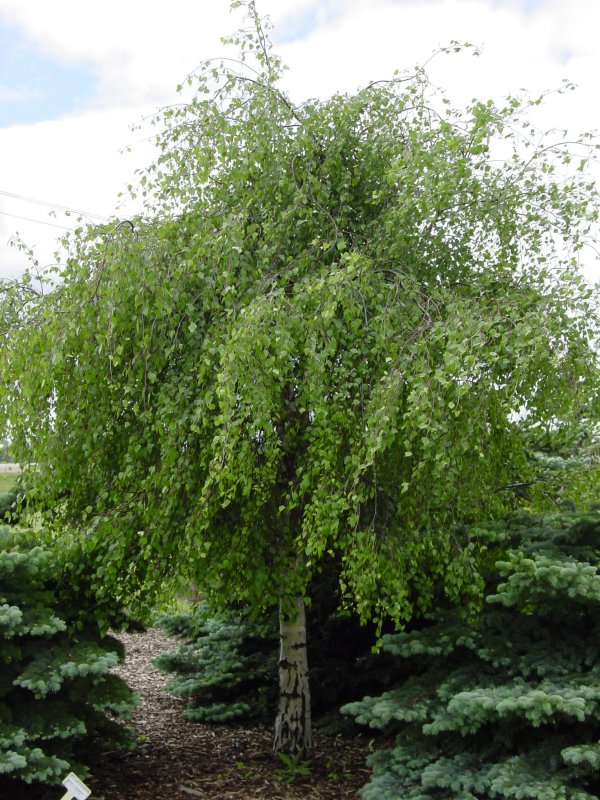 Береза плакучая Youngii