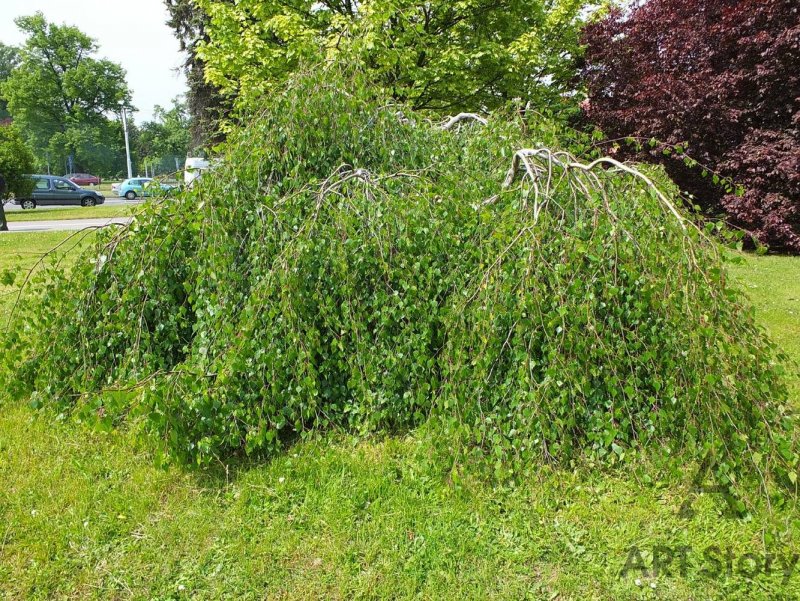 Береза повислая Юнги Betula pendula Youngii