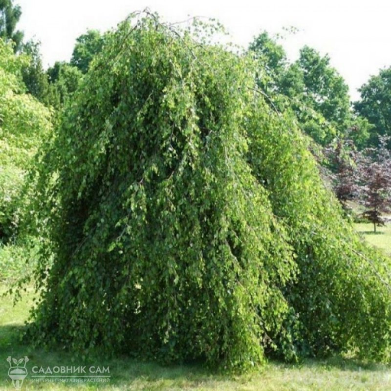 Береза повислая Юнги Betula pendula Youngii