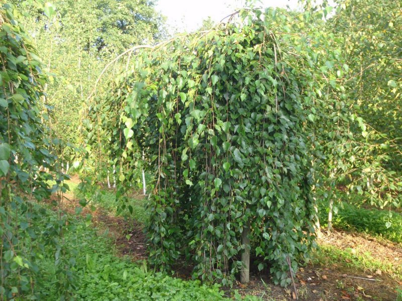 Береза повислая long Trunk