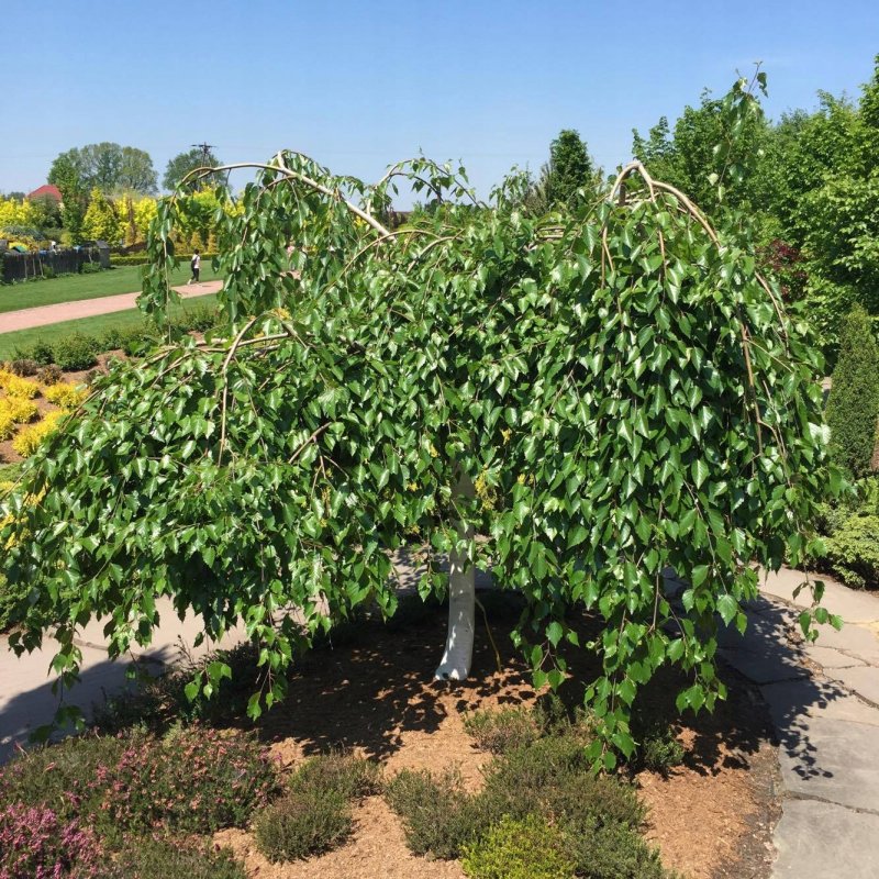 Береза повислая long Trunk
