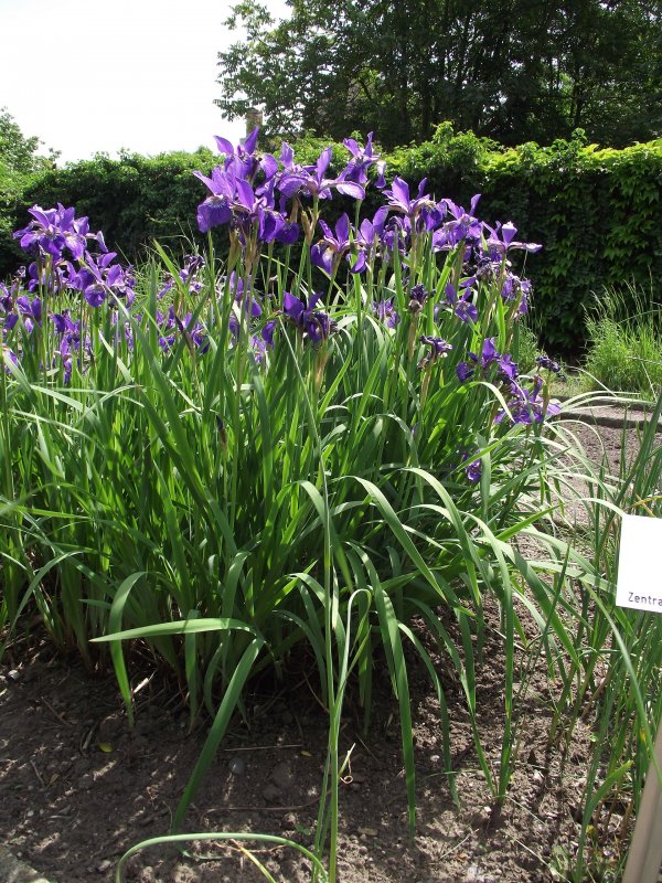 Iris delavayi