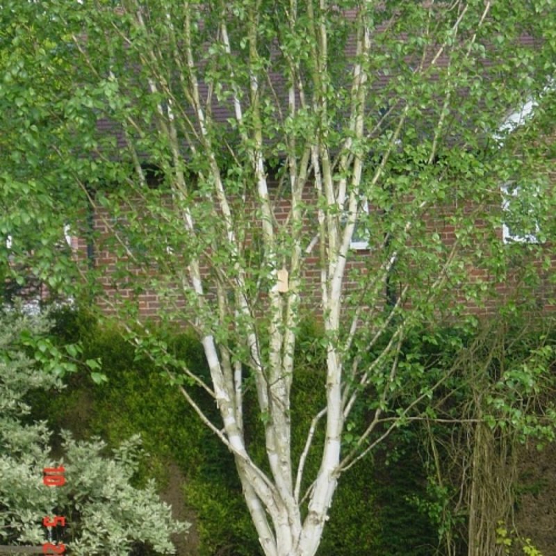 Береза Жакмона (Betula jacquemontii)