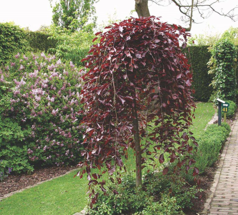 Fagus sylvatica purpurea pendula