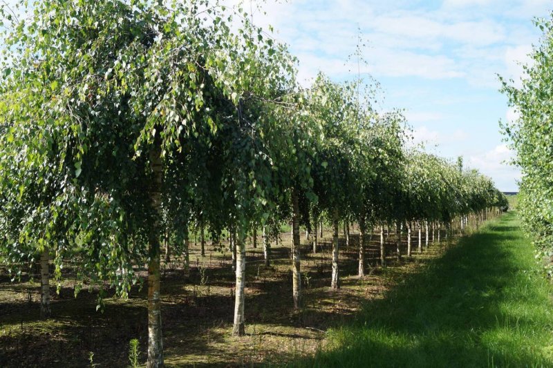 Береза повислая Юнги Betula pendula Youngii