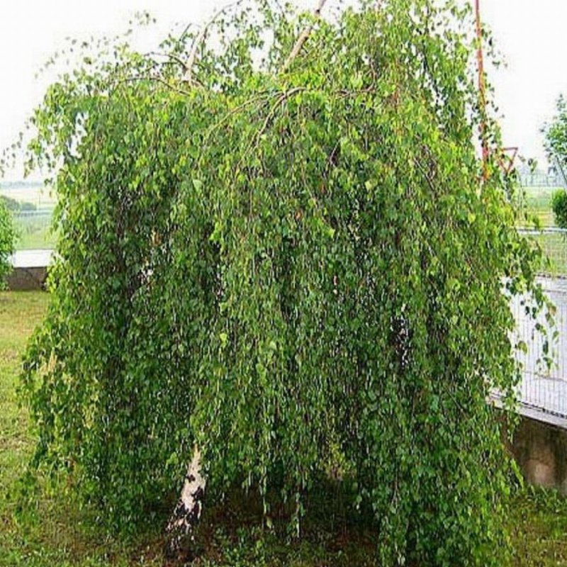 Береза плакучая Youngii