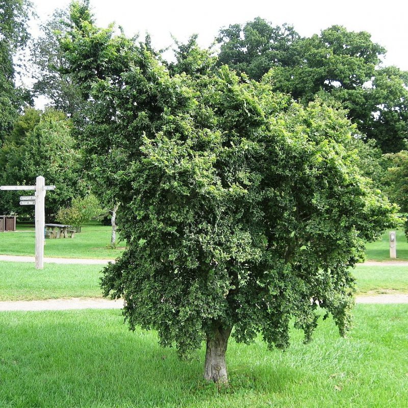 Вяз малый (Ulmus Minor)