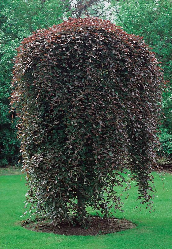 Fagus sylvatica purpurea pendula