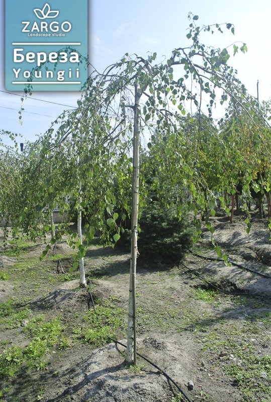 Береза повислая саженцы