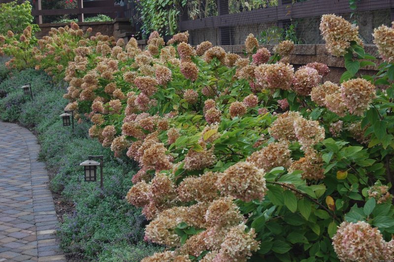 Гортензия Лаймлайт в клумбе