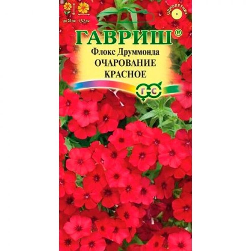Флокс друммонда Сесилия