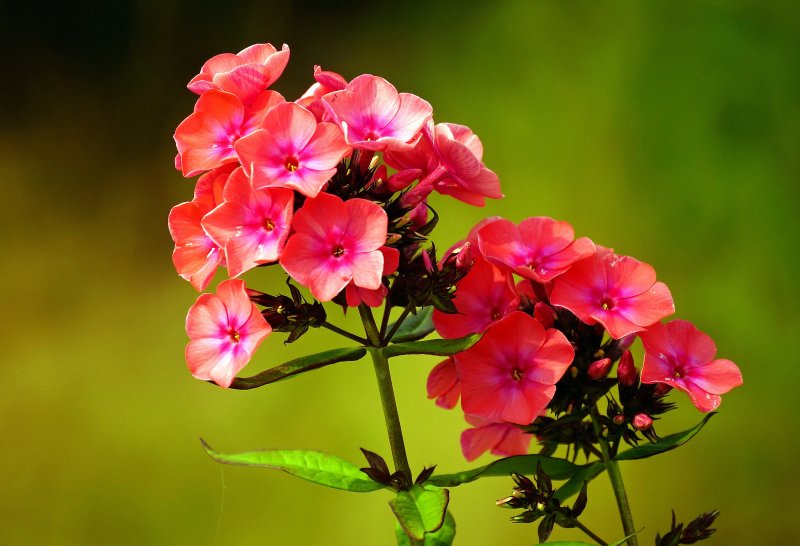 Phlox drummondii