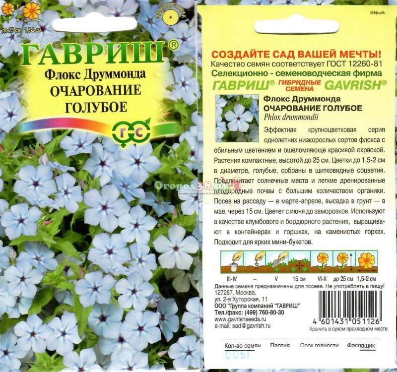 Флокс друммонди очарование лососевое Гавриш