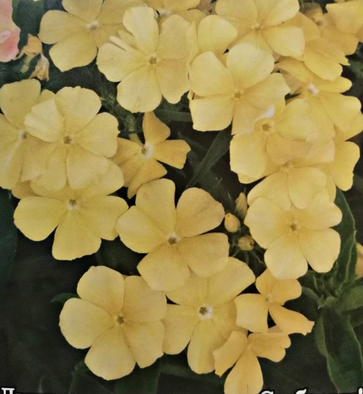 Флокс друммонда Изабелла