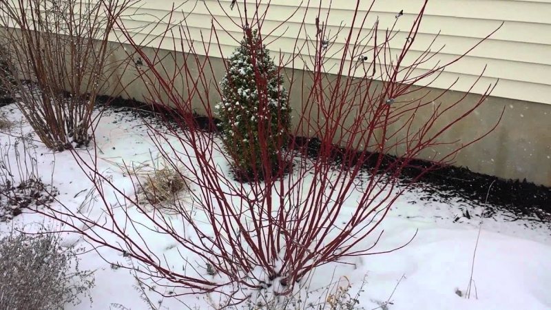 Cornus sericea 'Flaviramea'