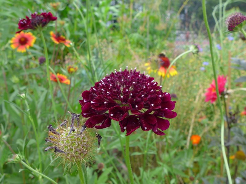 Скабиоза Atropurpurea