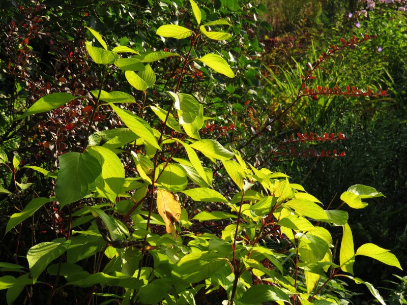 Дерен sibirica variegata