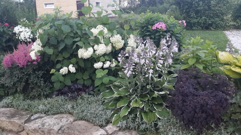 Клумба с гортензией и хостой