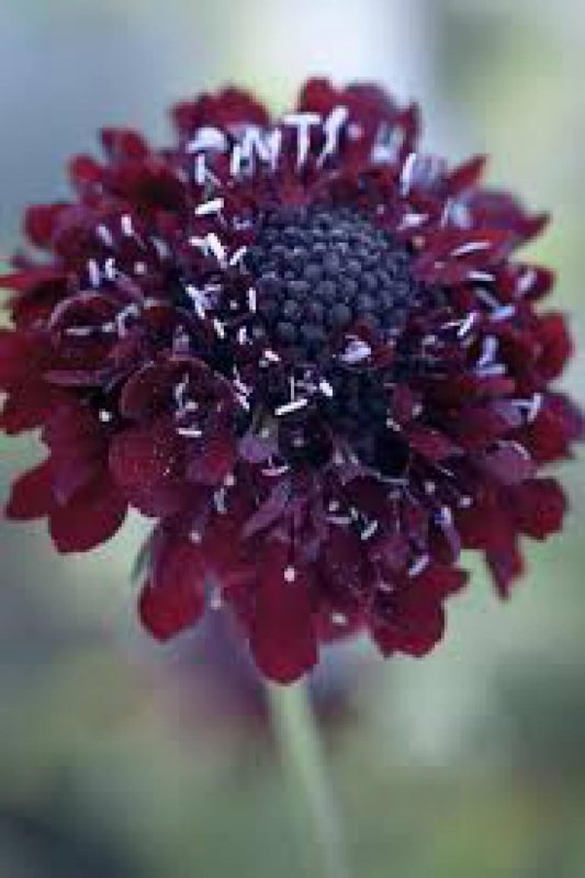 Скабиоза Atropurpurea