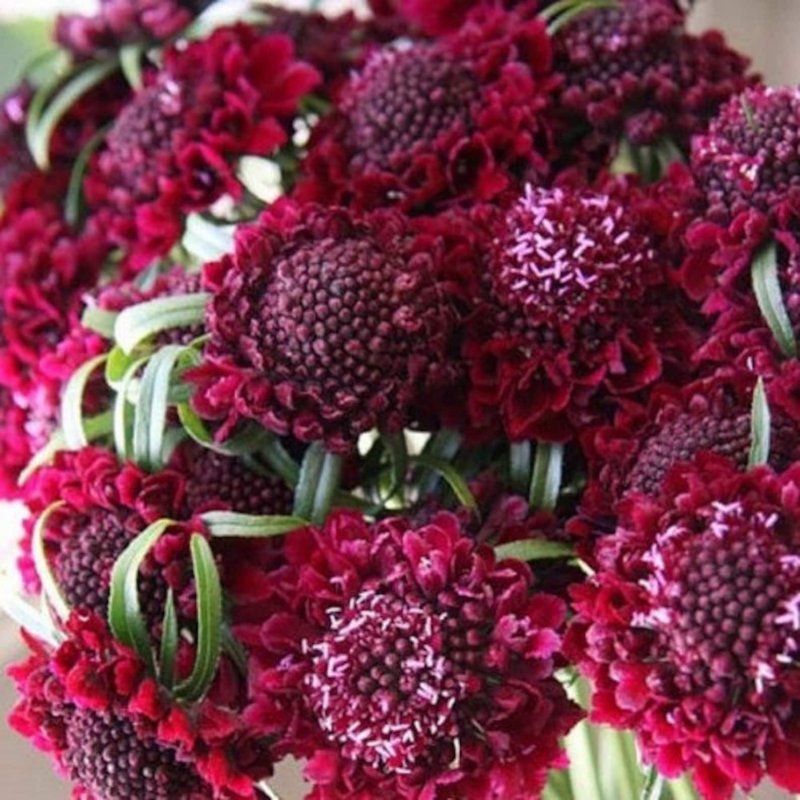 Scabiosa Atropurpurea скабиоза темно-пурпурная