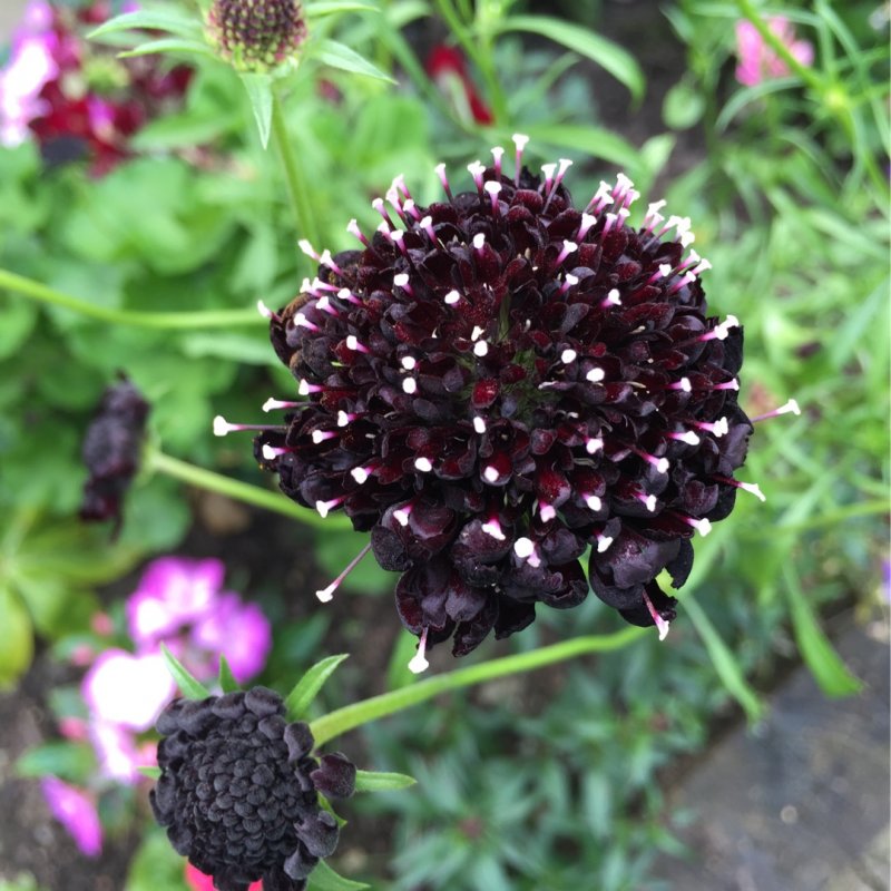 Скабиоза Atropurpurea
