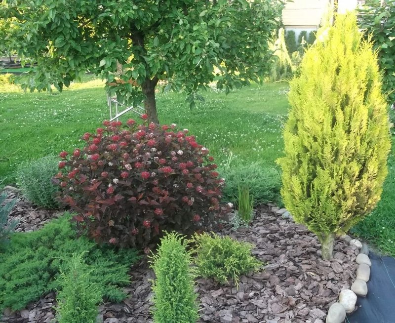 Berberis thunbergii Carmen