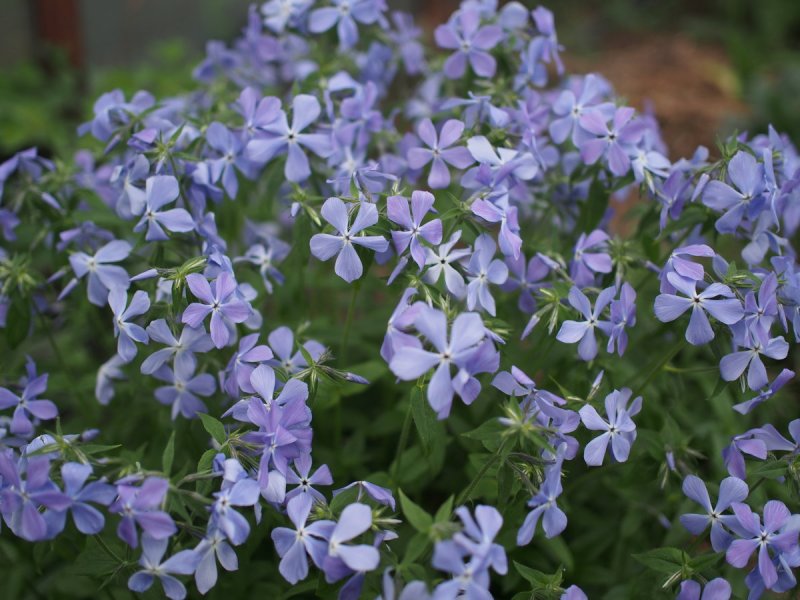 Флокс шиловидный Emerald Cushion Blue