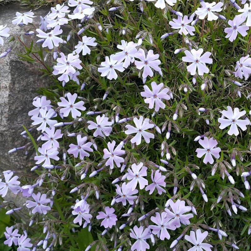 Флокс шиловидный (Phlox subulata)