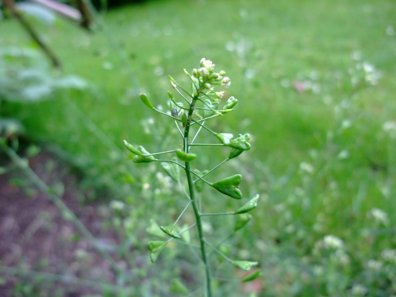Пастушья сумка (Capsella Bursa-pastoris)