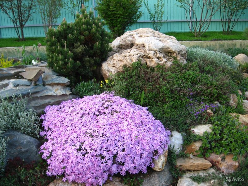 Флокс шиловидный Phlox subulata Tellaria