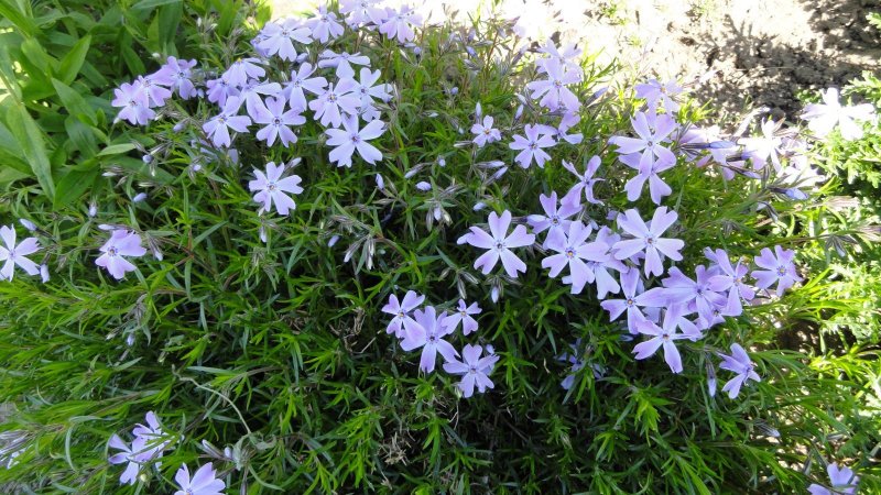 Флокс шиловидный Atropurpurea