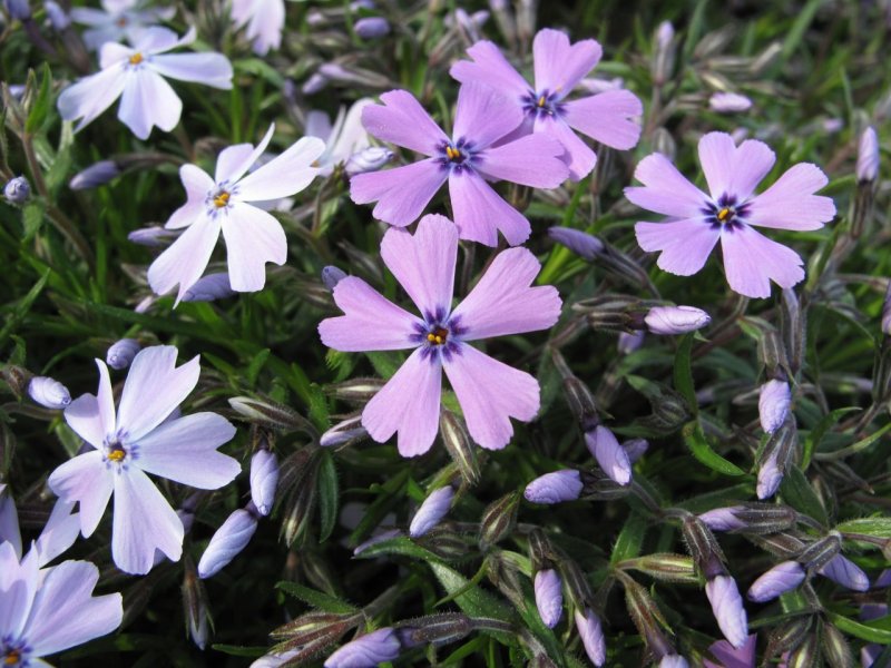 Флокс Phlox subulata Benita