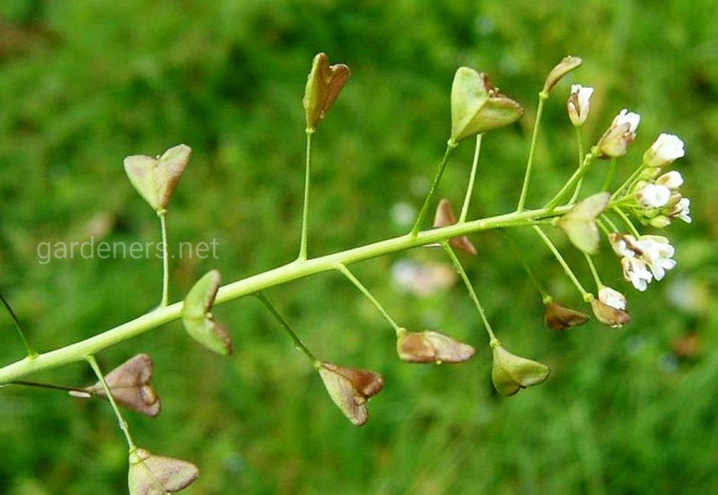 Пастушья сумка (Capsella Bursa pastoris), ярутка Полевая (