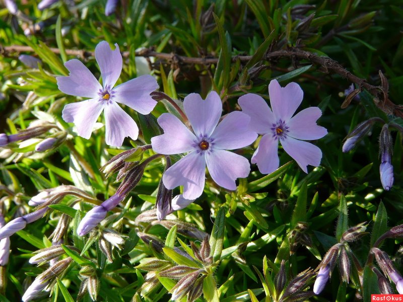 Флокс subulata