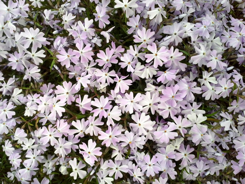 Флокс Phlox subulata Snowflake