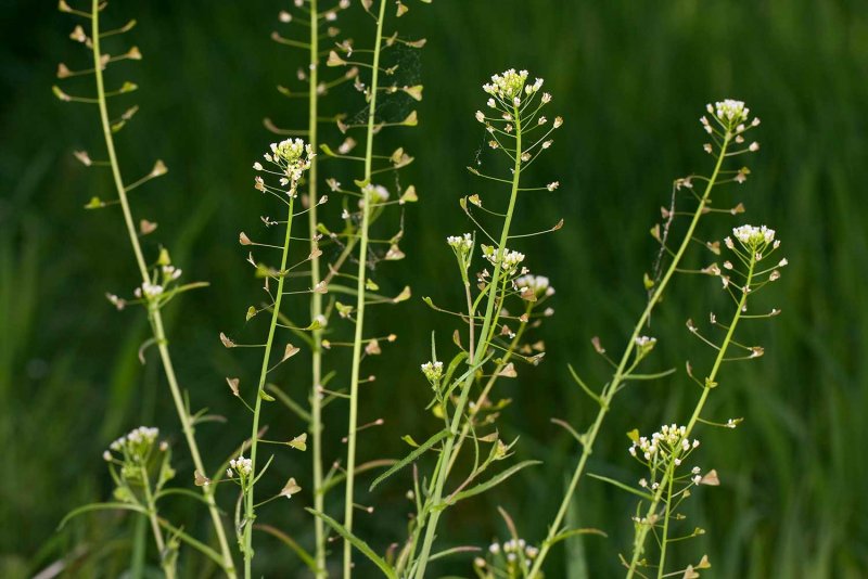 Пастушья сумка (Capsella Bursa-pastoris)