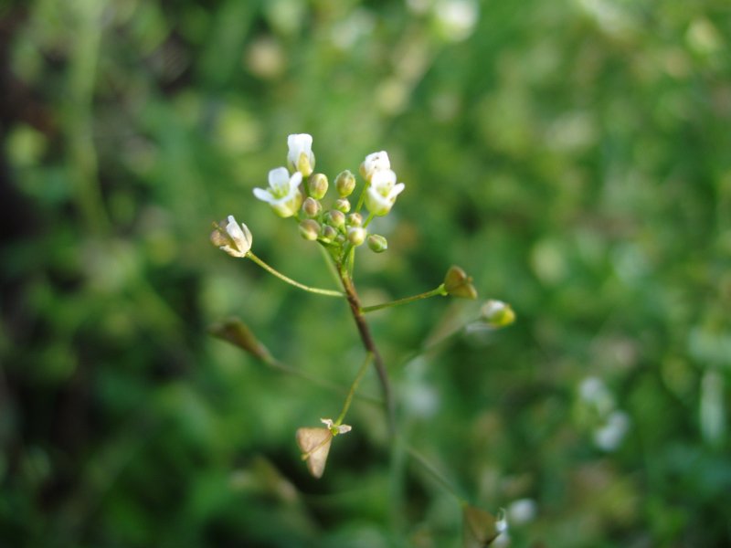 Пастушья сумка (Capsella Bursa-pastoris)