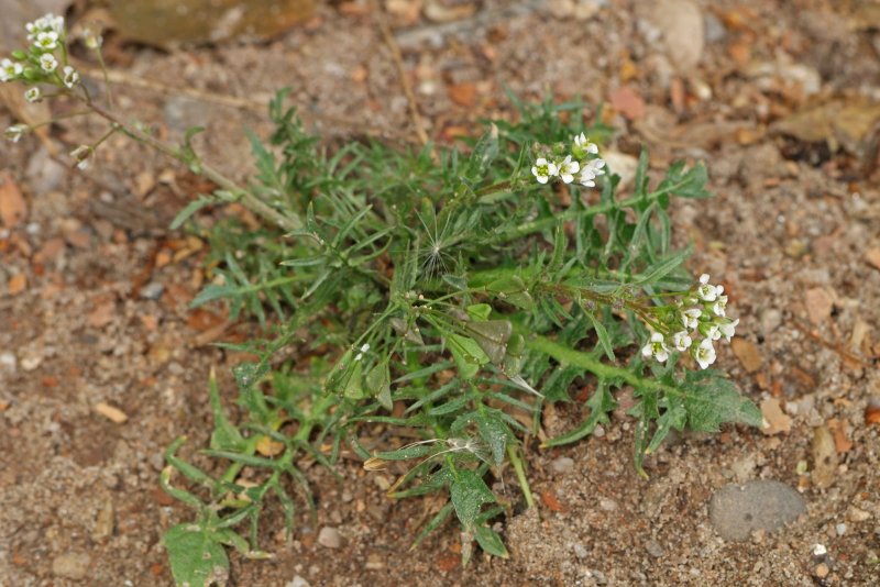 Capsella Bursa-pastoris – пастушья сумка обыкновенная