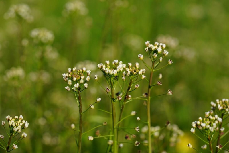 Пастушья сумка (Capsella Bursa-pastoris)