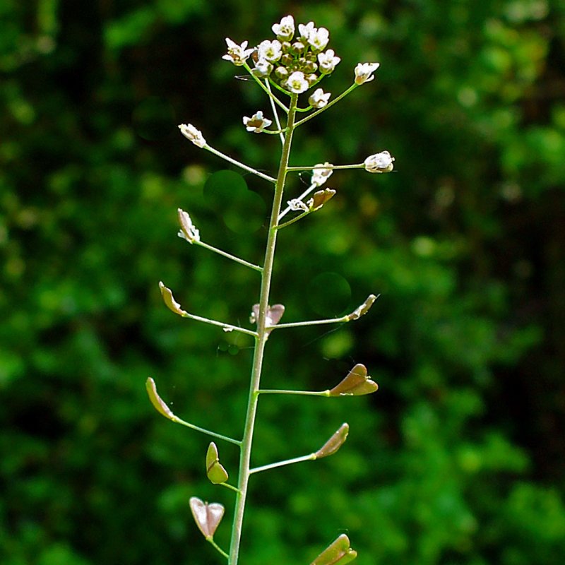 Capsella grandiflora