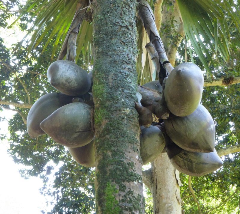 Lodoicea maldivica